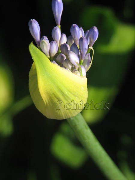 Agapanthus_
