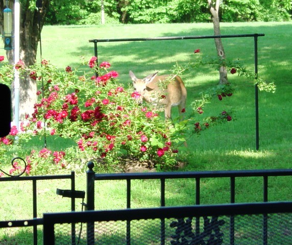 Deer Eating Roses - #2