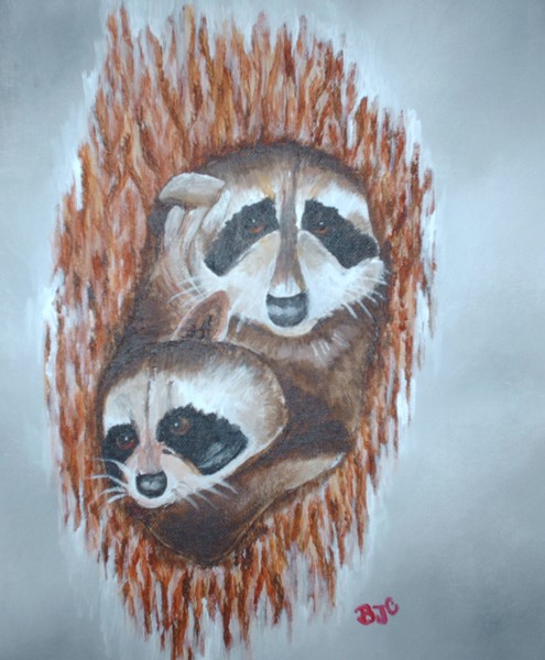 raccoons