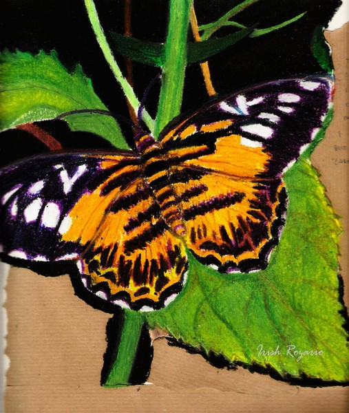 butterfly