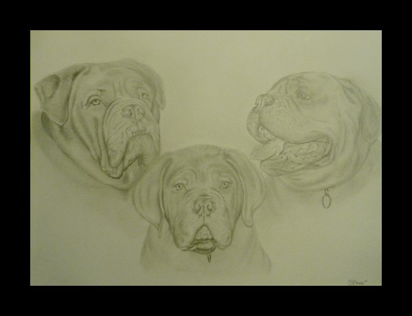 Dogs Portrait