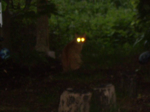 max the torch cat