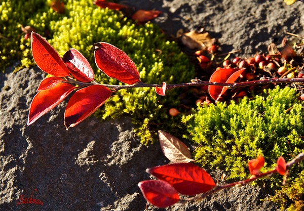 Red leafs on a green moss !