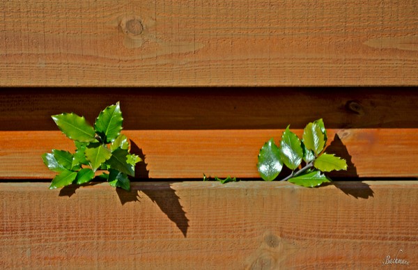  Spring peeking throught !
