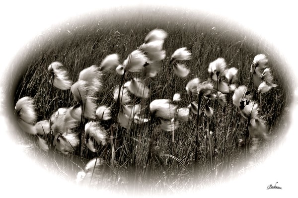  Common Cotton grass !