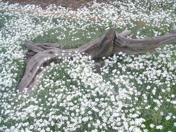 Snow in the Summer