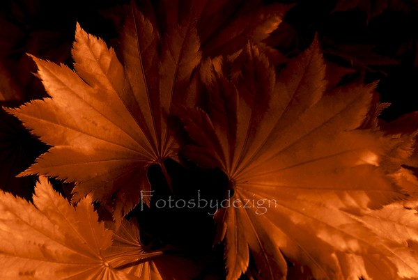 Copper Tones