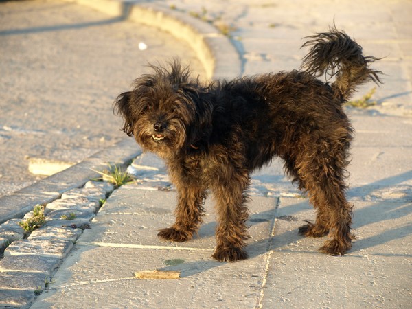 THIS WAS MY  DOG BLACKY