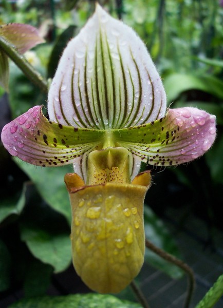 orchid