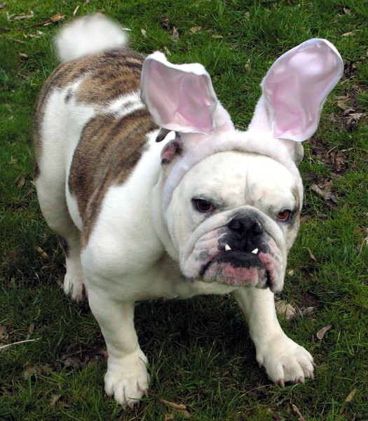 Easter Spikey