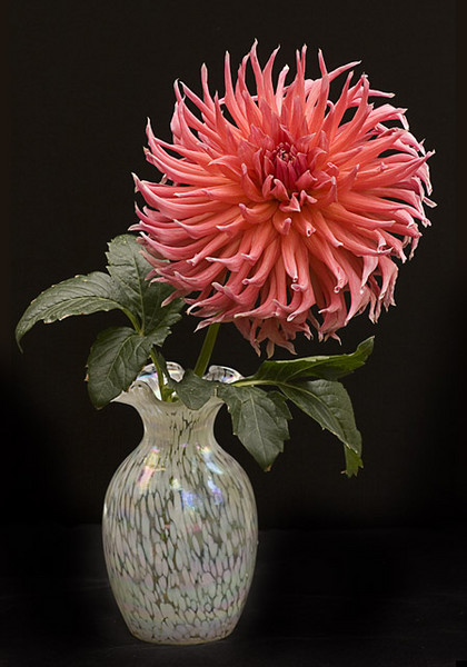 Dahlia Explosion