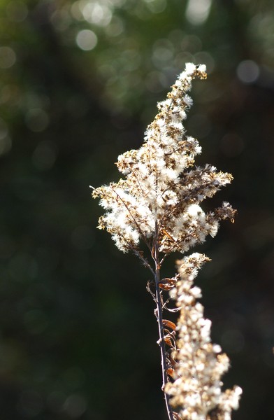 Weeds are pretty too!