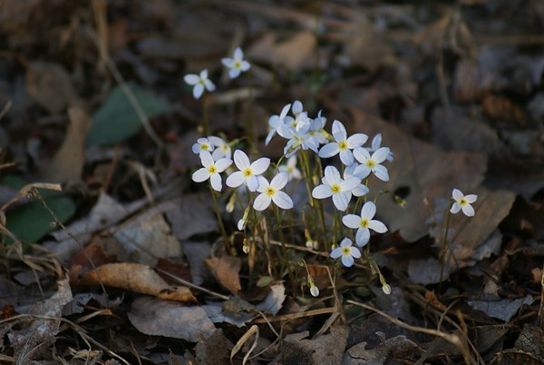 Spring Wildflowers
