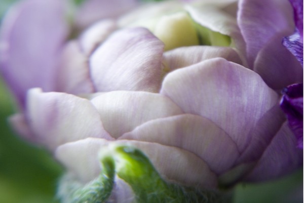 Ranaculus Budding