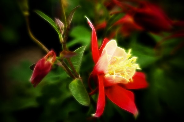 Red Columbine