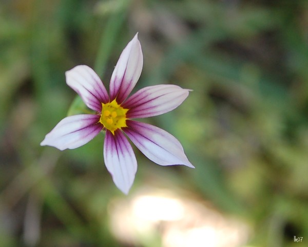 WILDFLOWERS - 3138