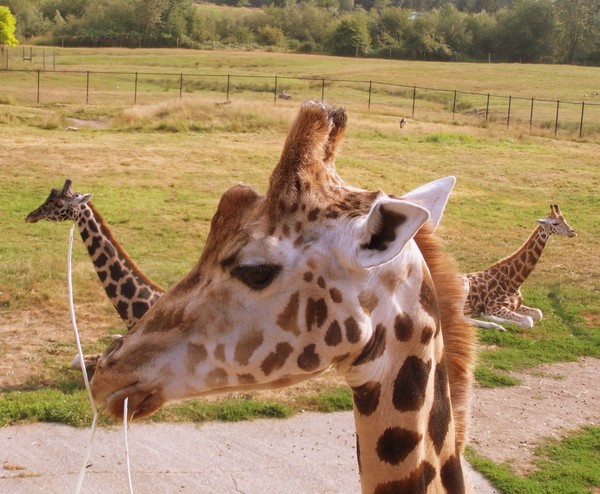 happy giraffes
