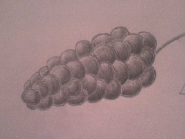 grapes