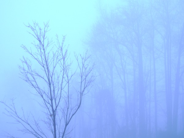 The Fog
