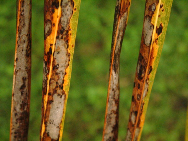 Palm Leaf