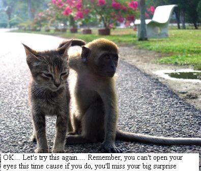 Kitten and Monkey Part II