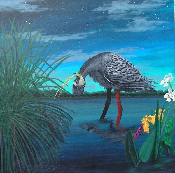Night Heron at Night