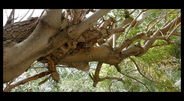 Natural complication