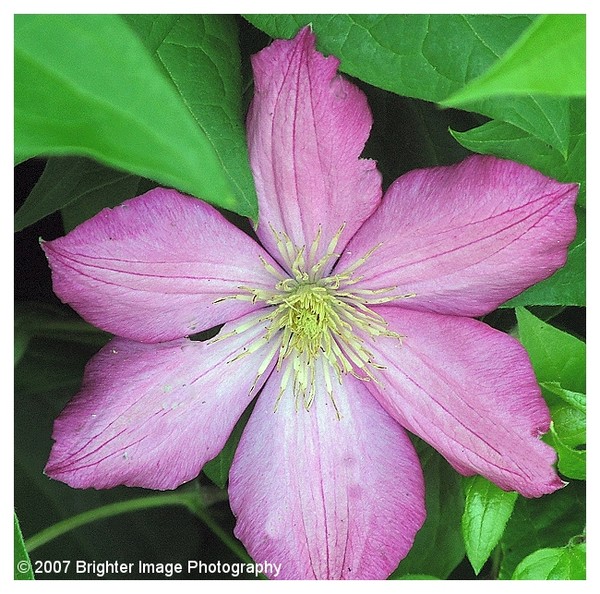 Clematis