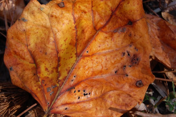 natural design