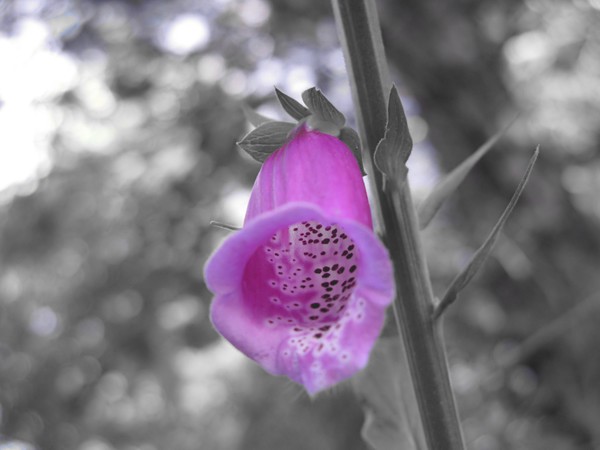 Foxglove