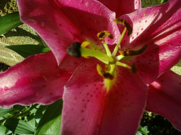 November lily