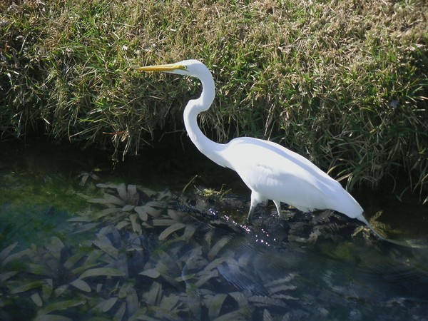 Wading For Dinner