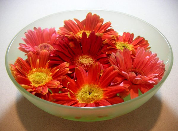 Daisies - A Bowl Full