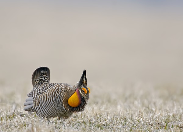 Greater prairie chicken on the lek