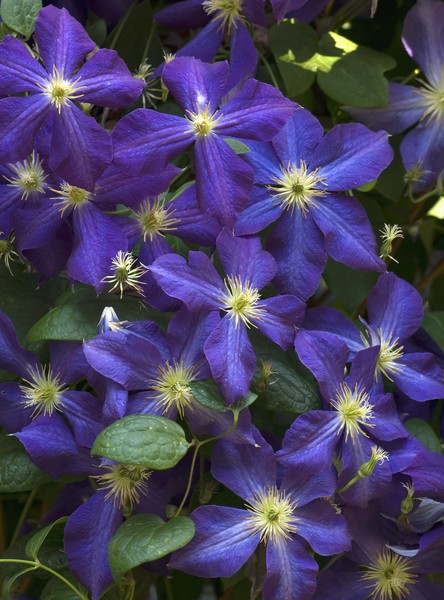 Clematis II