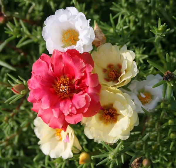 Summer Posies