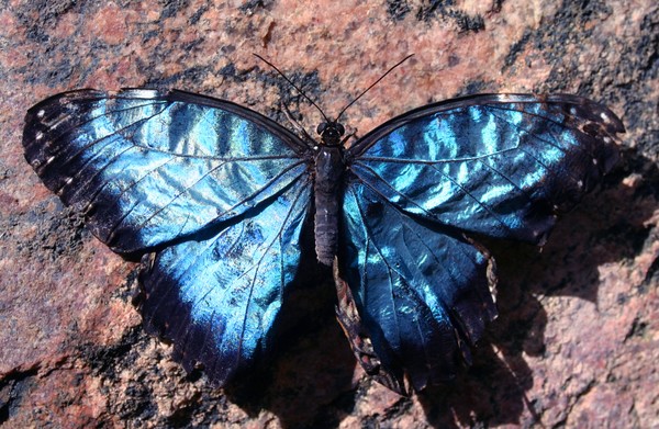The Blues