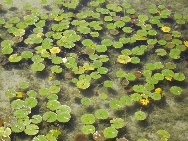The Water Lily Patch
