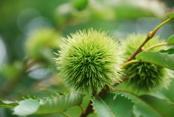 Aesculus hippocastanum