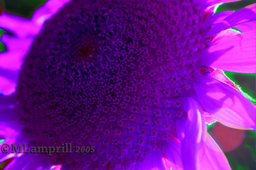 Pink sunflower