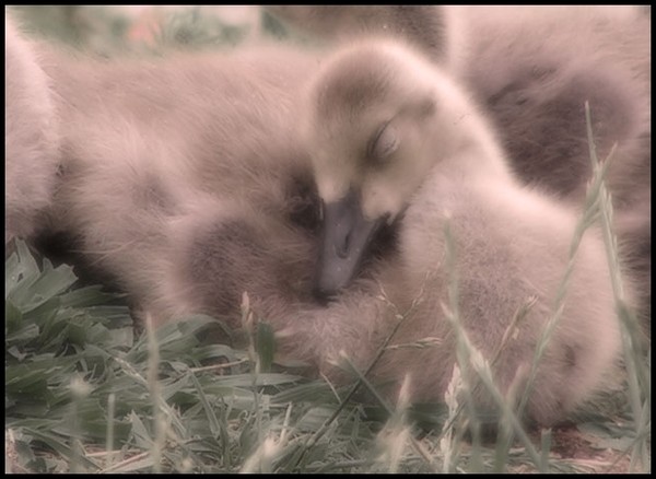 Baby Goose Sleeping