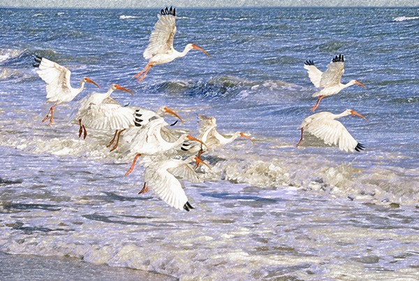 Flight of Ibis