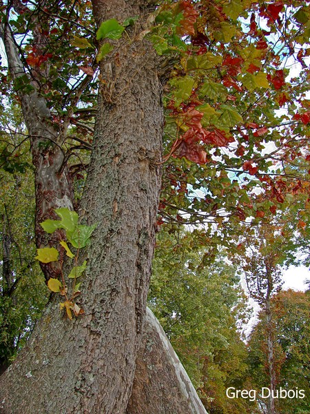 Forest Venus