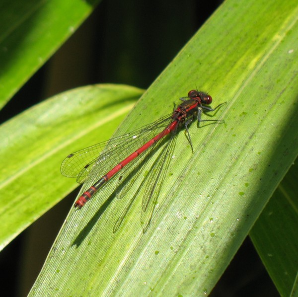 Dragonfly