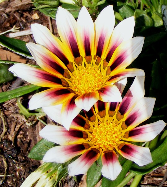 Kiss_Roses_8