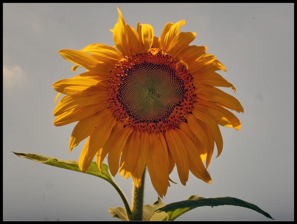 SUNFLOWER X