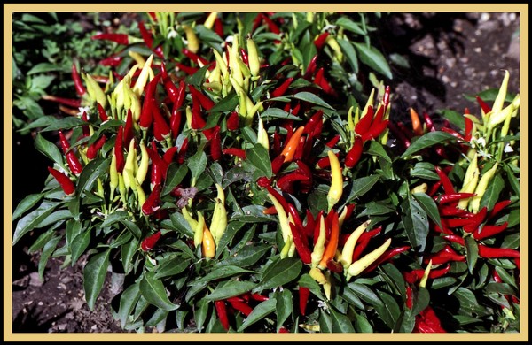 PEPPERS AT THE ARBORETUM