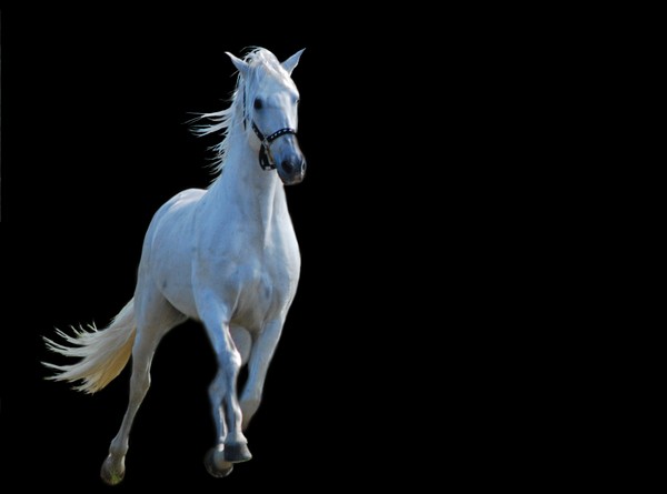The Stallion