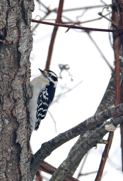 Downy Woodpecker