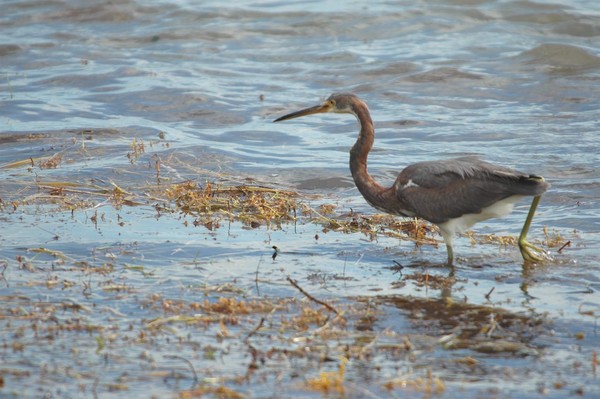Tri Colored Heron